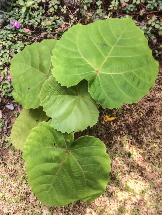 green leaves in a patch of ground on a sunny day