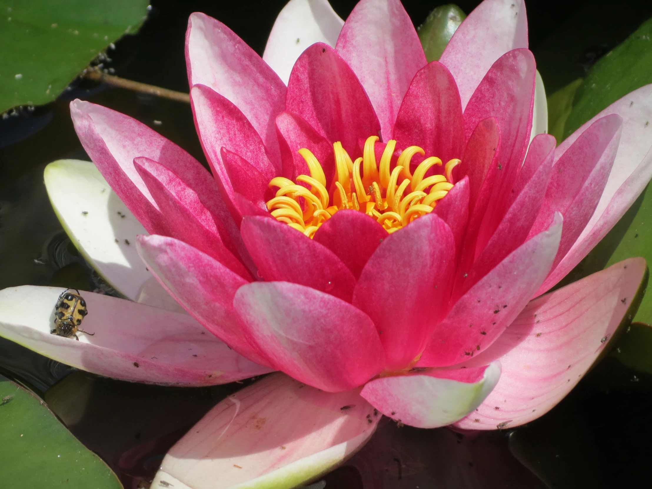 a water lily with its reflection in the water