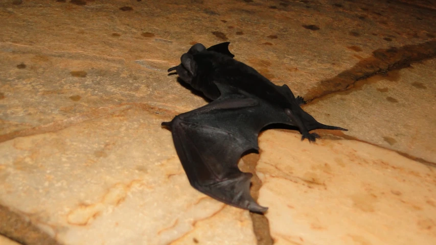 a little bat lying on some stone floor