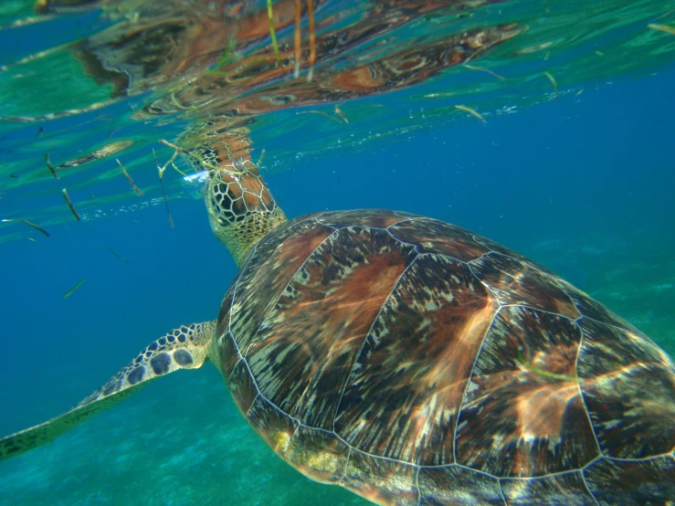 the turtle is looking at the camera through the water