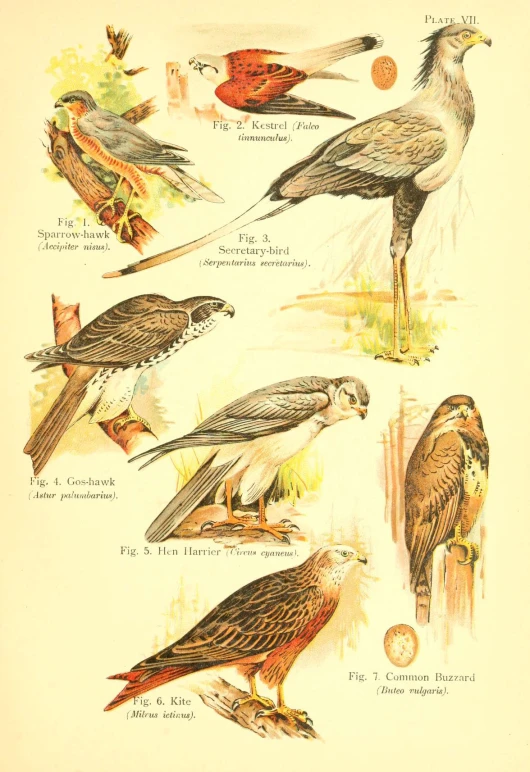 a drawing of different types of birds
