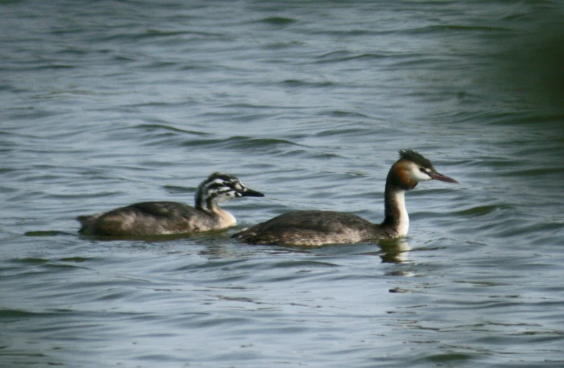 two ducks swimming on water in the day