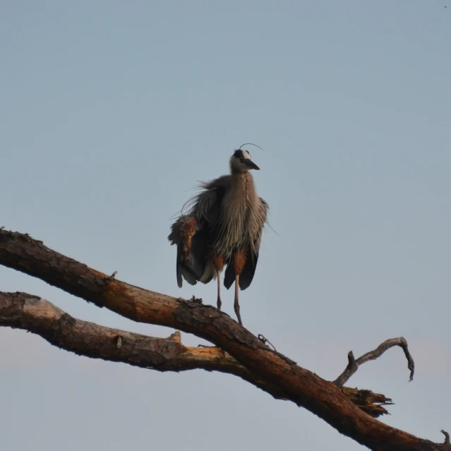 a brown and white bird sits on a tree nch