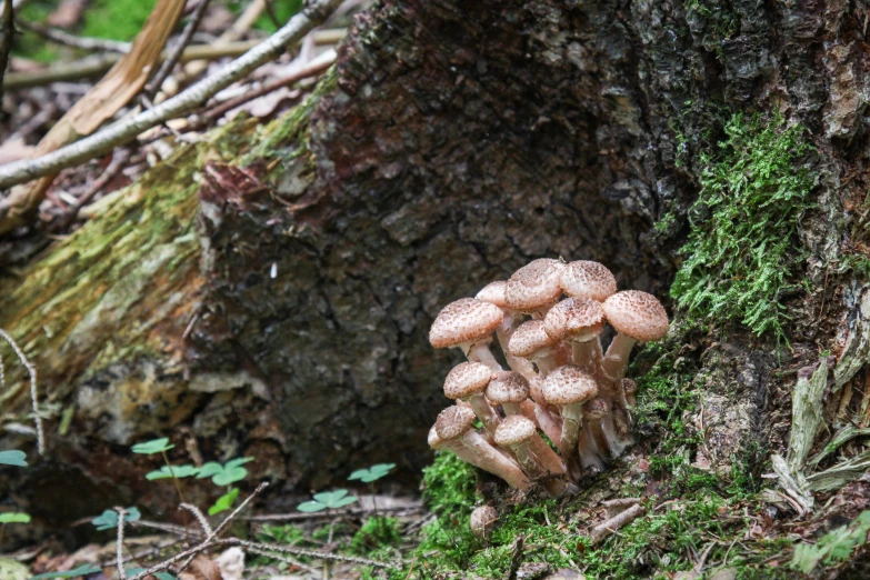mushrooms on the tree, covered in moss