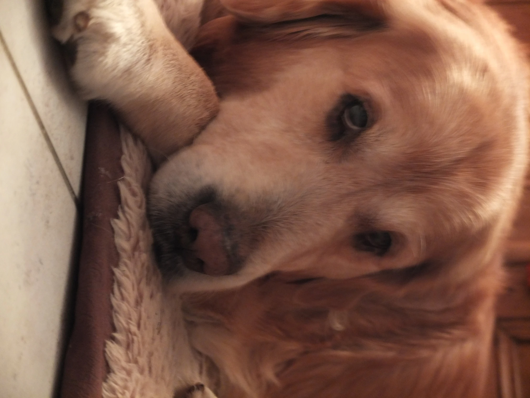 a large golden retriever rests on a rug while resting it's paw