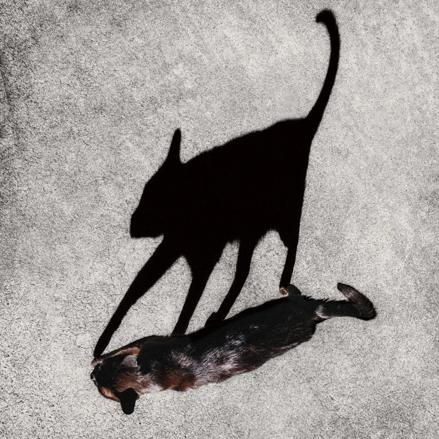 a cat silhouette walking across the street next to a dead duck