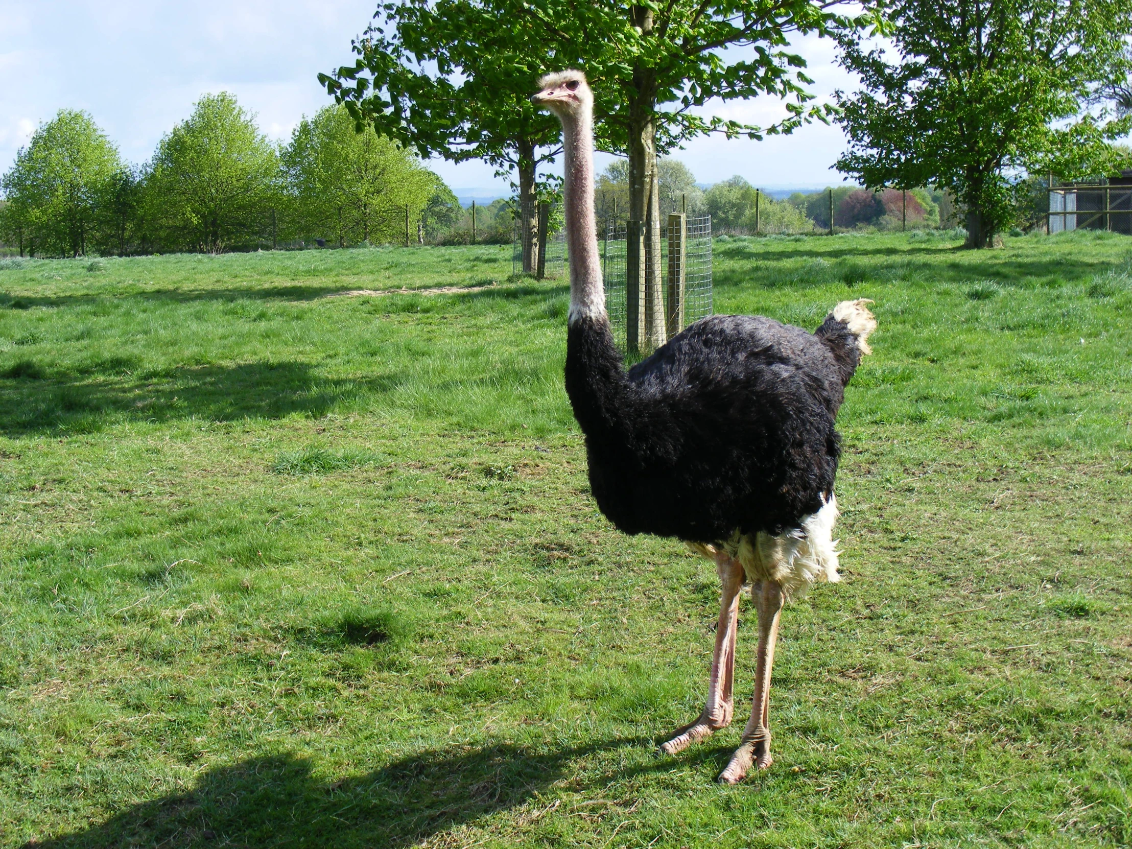 an ostrich with its head in the grass