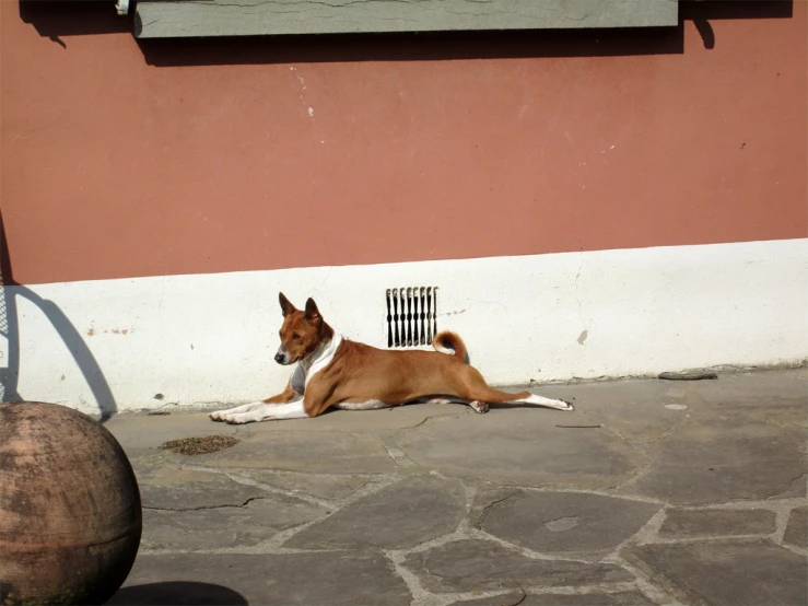 a dog is laying down on the sidewalk by a building