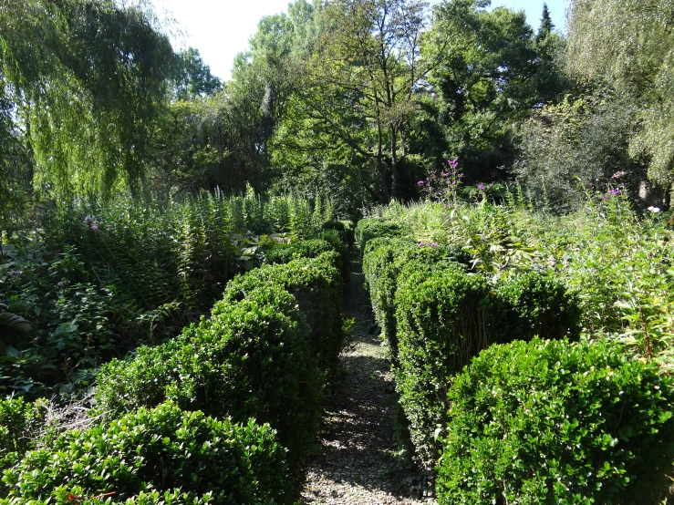 the bushes are made to resemble small square hedges