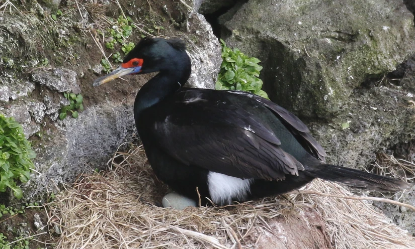 a bird sitting on top of dry grass