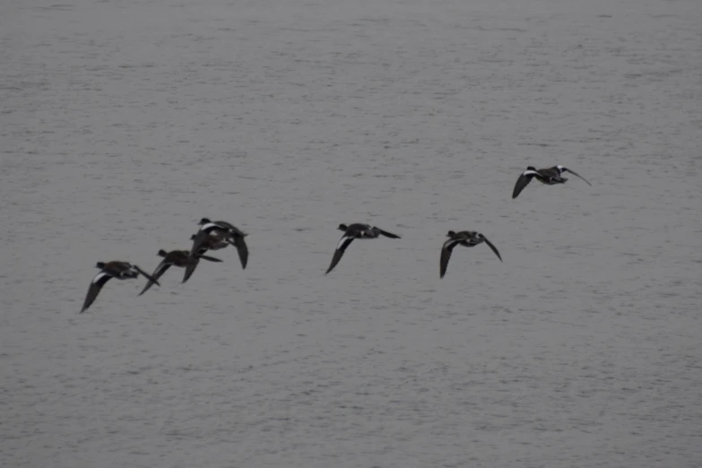 many birds flying across the water together