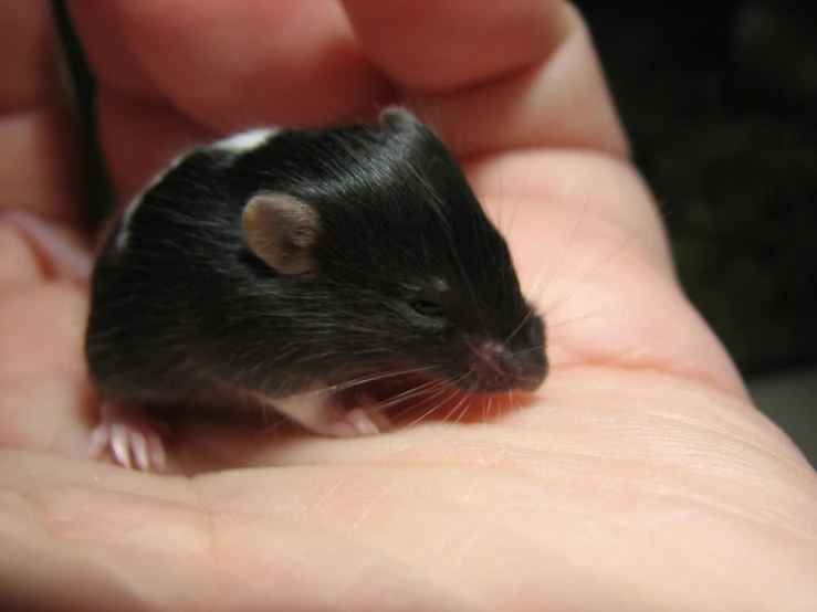 a hand holds a black and white mouse