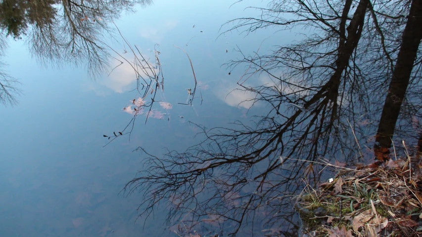 a body of water filled with trees and grass