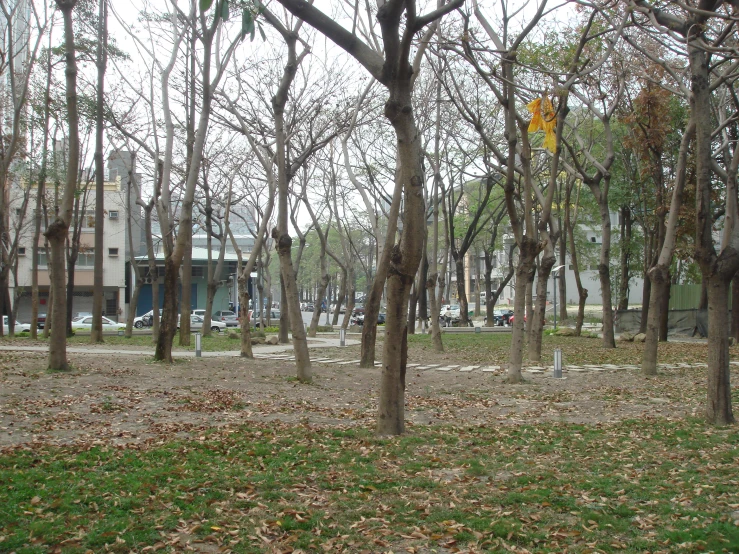 a park area with leaf covered ground, and trees