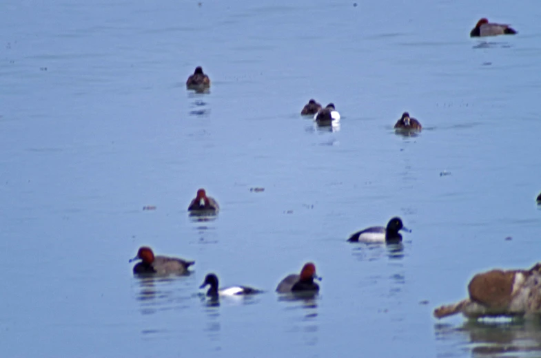 various types of ducks swimming together in the water