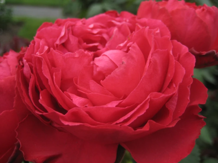 a big, red rose is on display