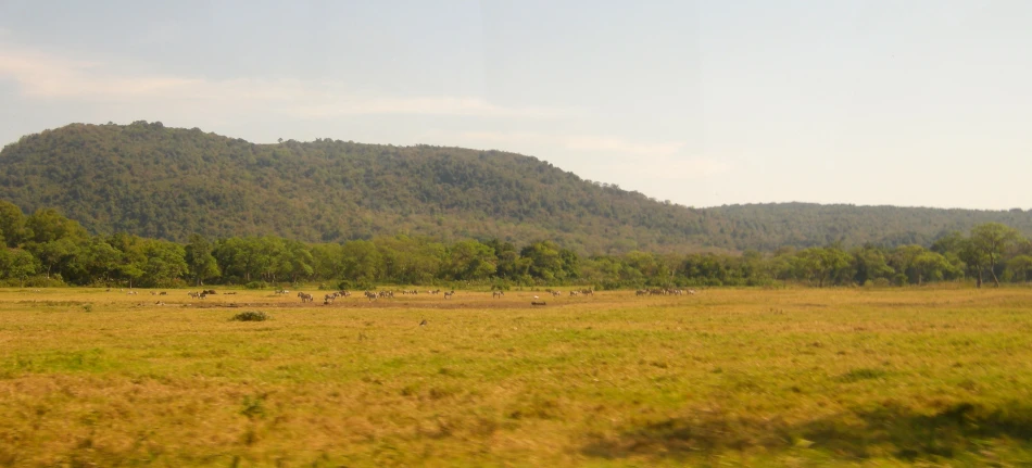 the mountains in the distance are full of green grass