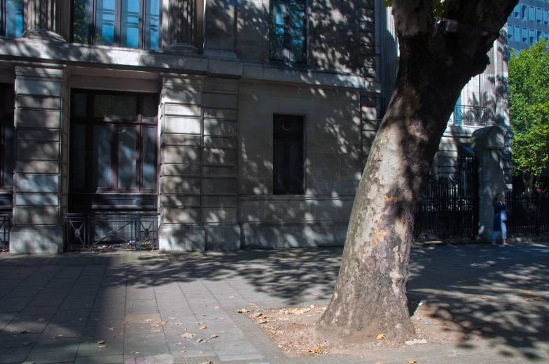 the old tree is next to the building