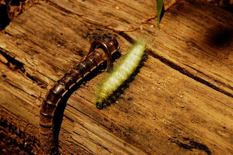 an insect on top of a piece of wood