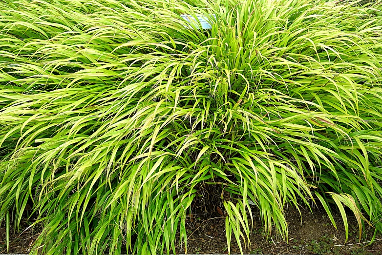 long thin evergreen grass near other plants in the park