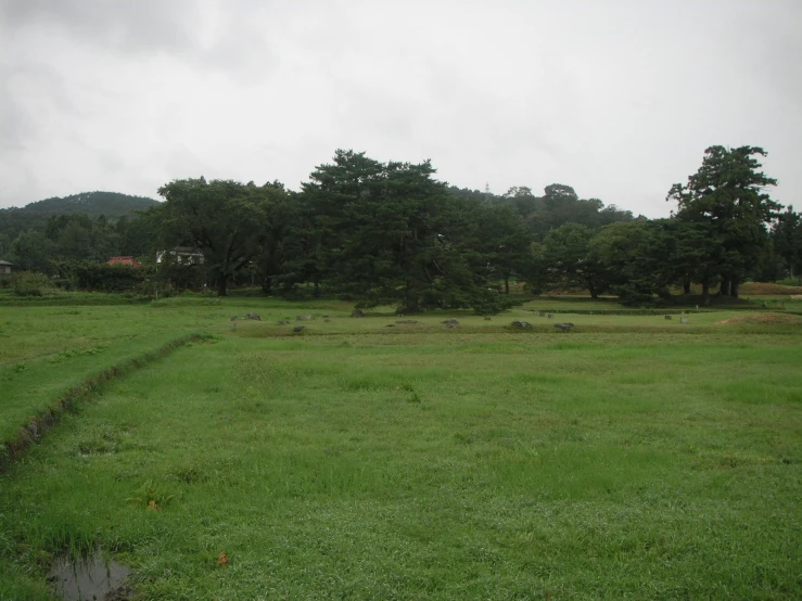 a grassy field with a water stream next to trees