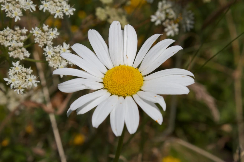 the white flower is in bloom beside a green