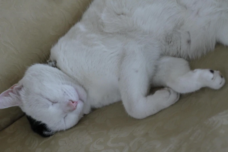 a white cat with a black patch laying on its back