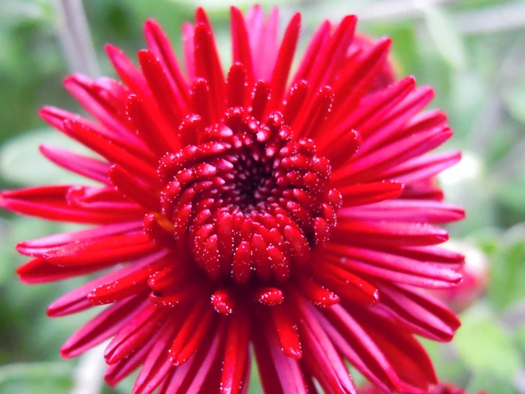 a close up view of a flower with water droplets on it