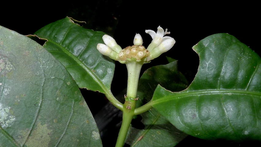 a white flower that is growing on some leaves