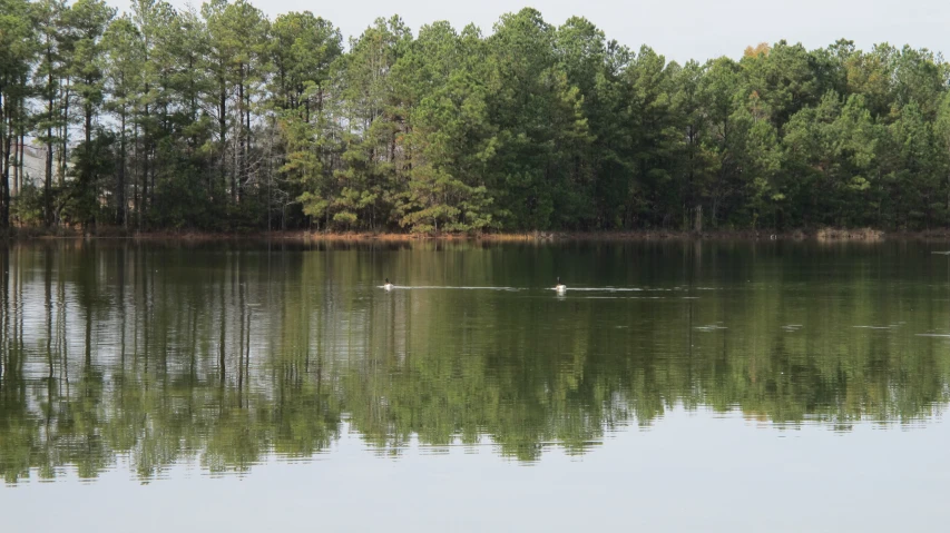 ducks swimming in calm water surrounded by wooded area