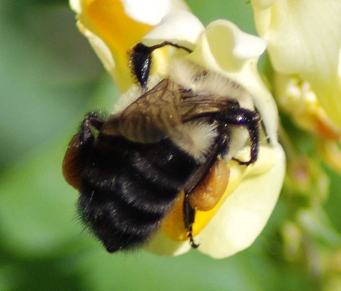 the pollen on the bee is on the flower