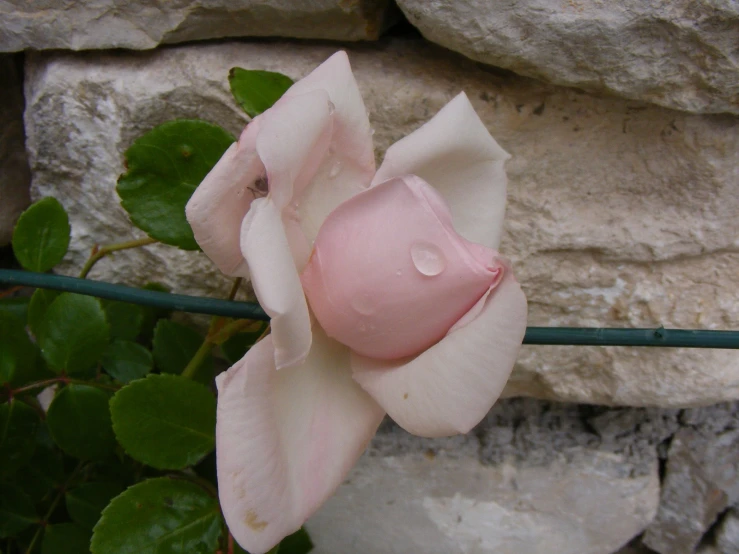 a white rose with pink petals blooming next to a stone wall
