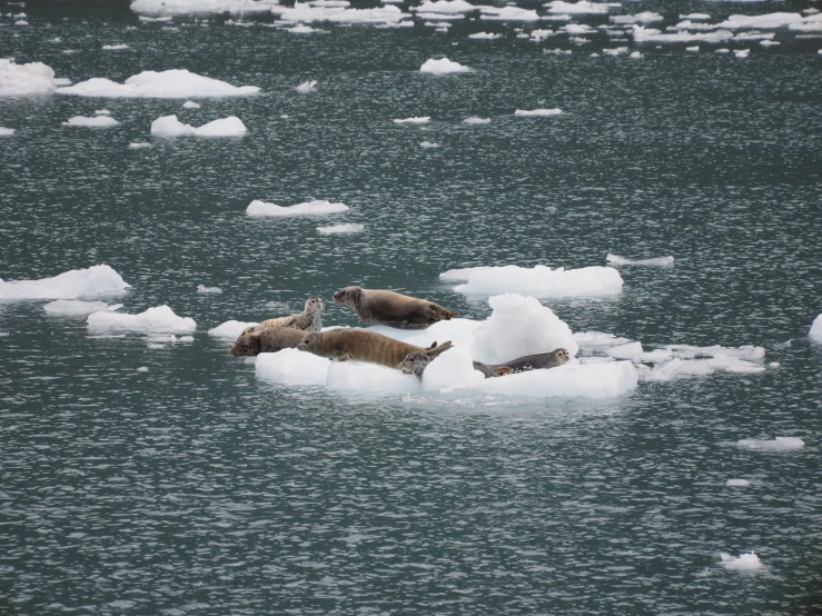 two sealions swimming in the ocean on top of ice floes