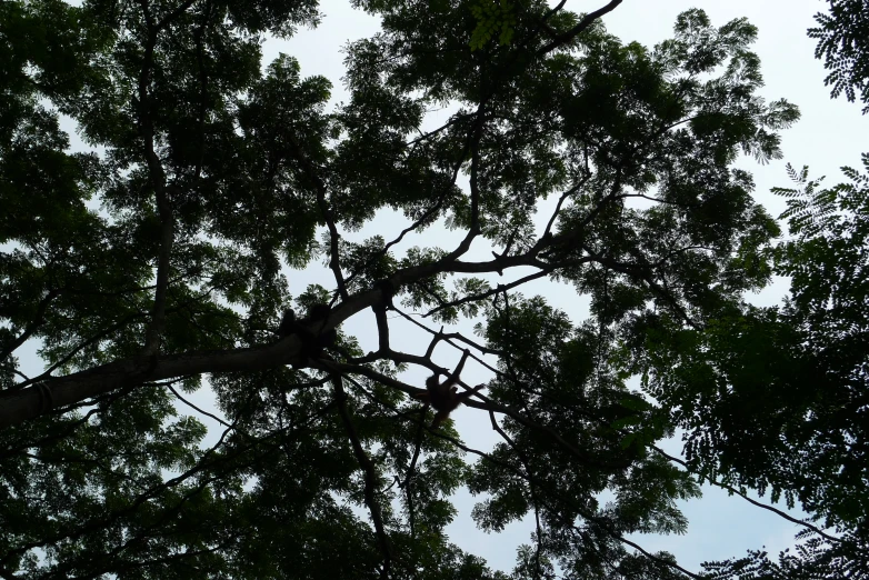 the leaves and nches of a tree with a blue sky background