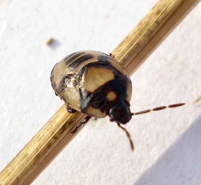 a bugs body sitting on a wooden stick