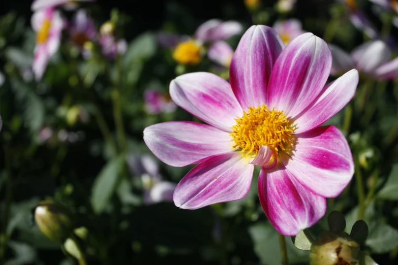 the petals of a pink flower are yellow