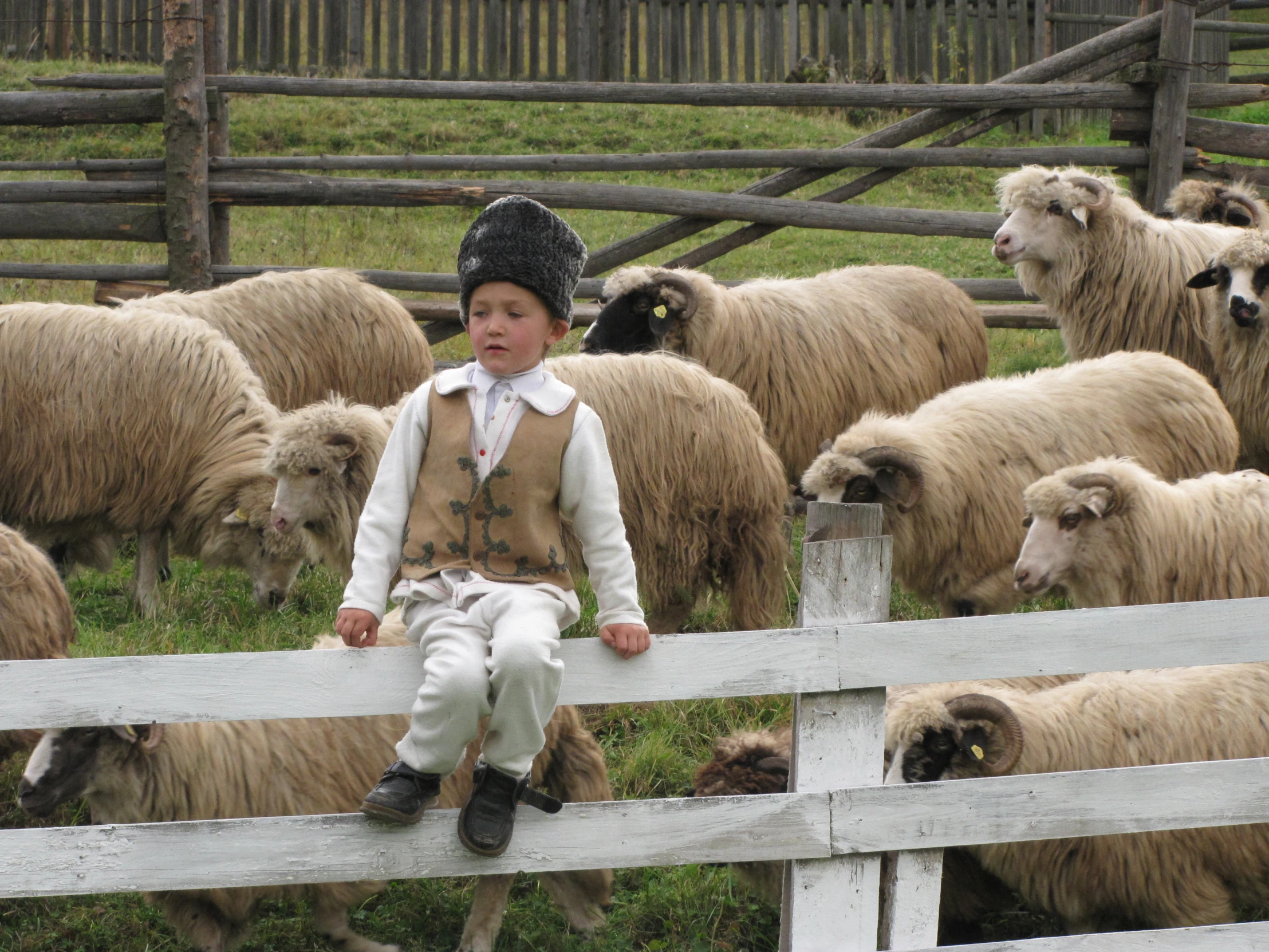 the little boy is watching the sheep on the fence