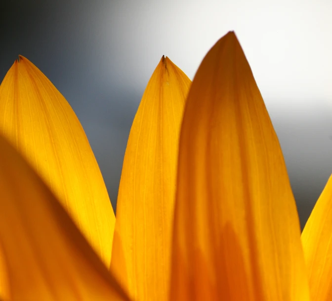 the bottom end of a sunflower's petals