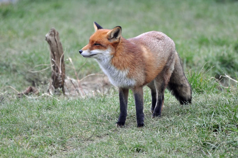 a close up of a fox on a field