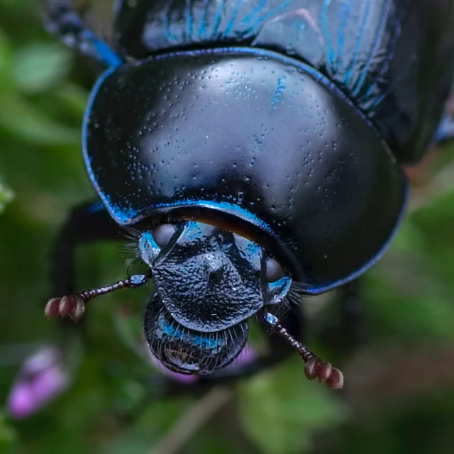 a blue bug that is laying down on some plants