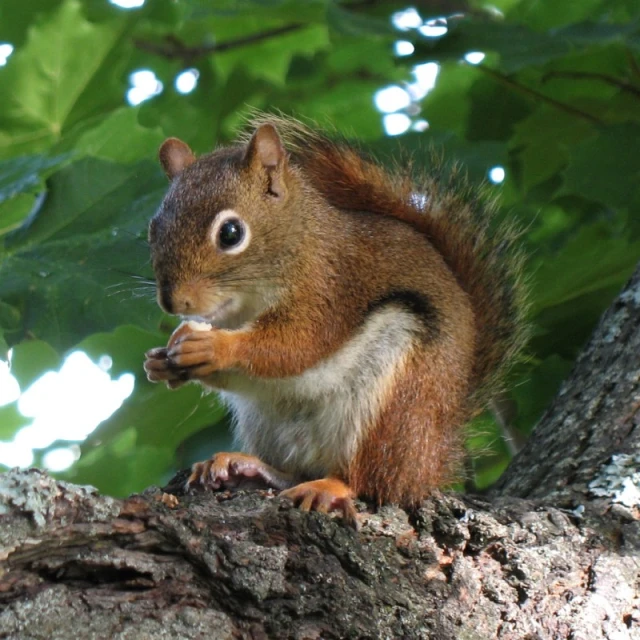 a squirrel is perched on a tree nch