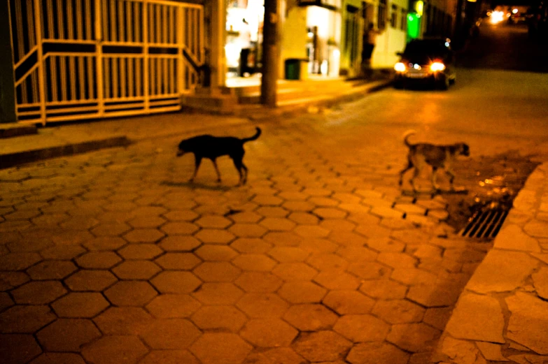 two cats walking down the street at night