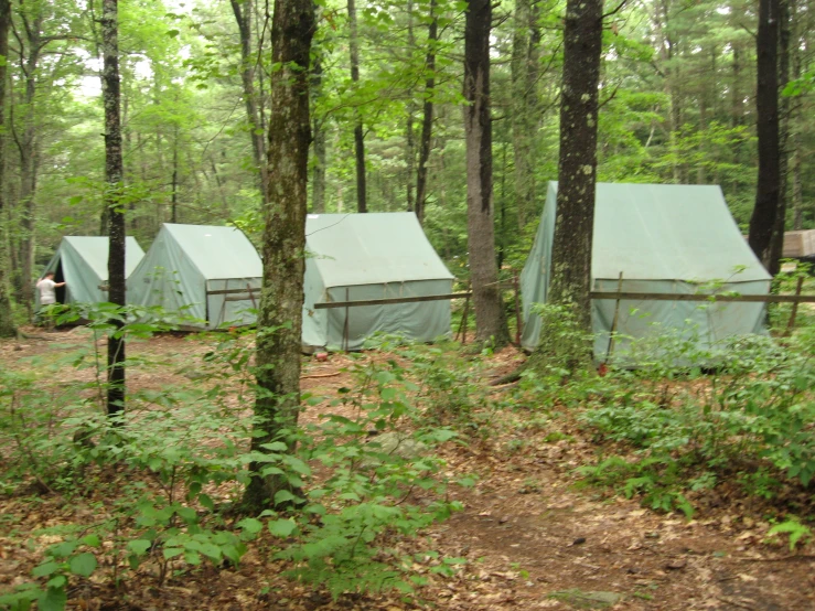 a number of tents in a forest with many trees