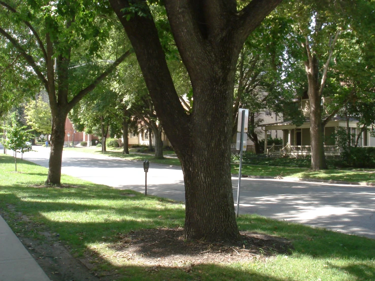 a large tree stands near the street as two cars pass by