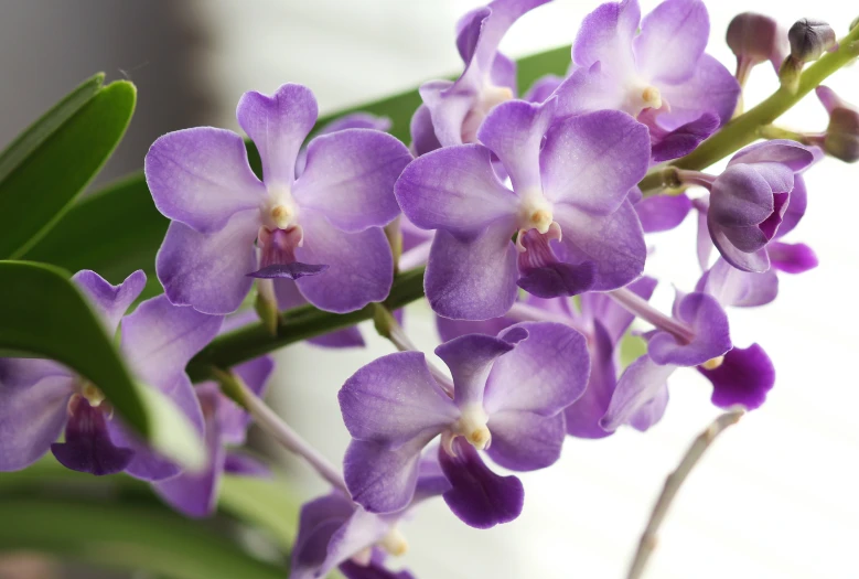 a bunch of purple flowers in a white vase