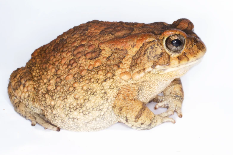 the large brown and tan frog is sitting on the white ground