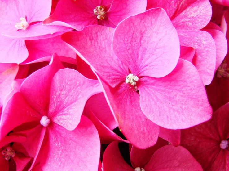 pink flowers growing on the stems of a plant