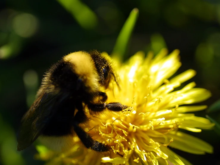 a large yellow flower with a big bum on it