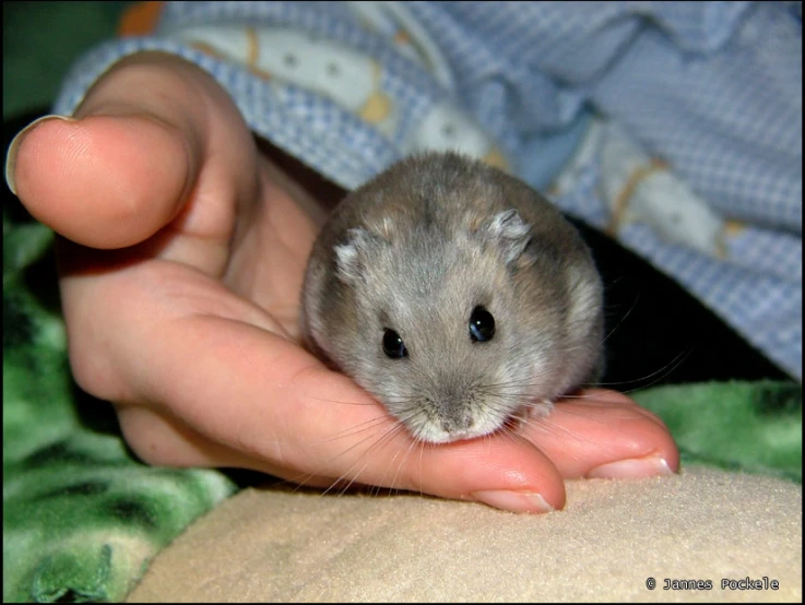 a hamster is sitting in a human hand