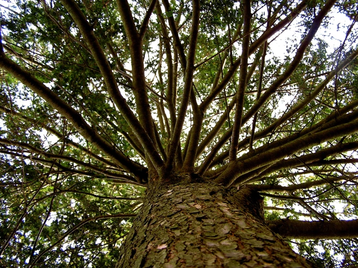 a tree looking up into the sky from underneath